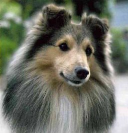 Tiergestützte Pädagogik | Hund Cedric