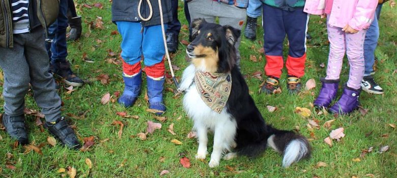 Ein Hund in der Kta
